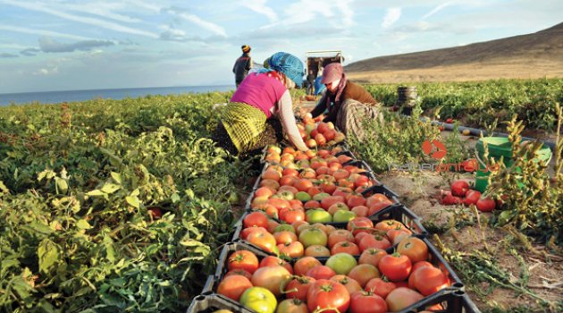 MEVSİMLİK İŞÇİLERİN ÖMÜRLÜK SORUNLARI