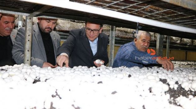 Milletvekili Uslu: Korkuteli mantarı Türkiye markası