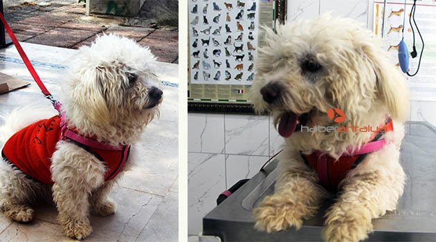 Minik terrier cinsi köpeğin sahibi aranıyor