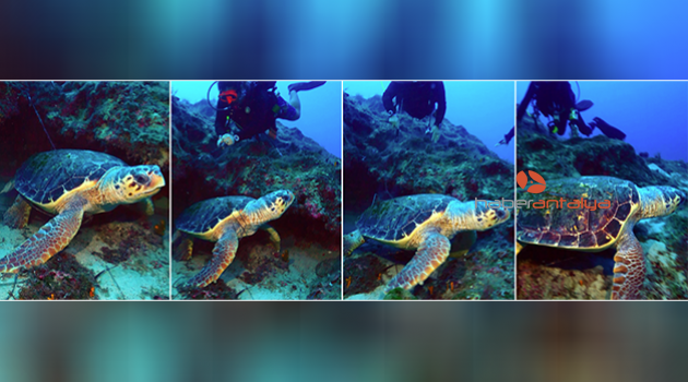 Misinaya takılan caretta caretta ölümden kurtarıldı