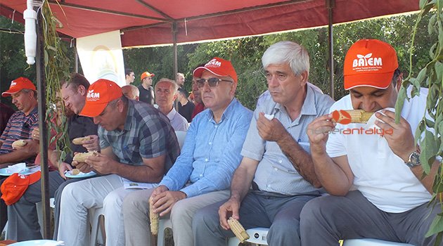 Mısır ve soya birlikte ekilip slajlık yem üretildi