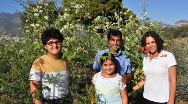 'Mucize ağaç' Moringa Demre'de yetiştirildi