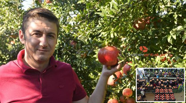 Nar fiyatı, bu yıl üreticinin yüzünü güldürdü