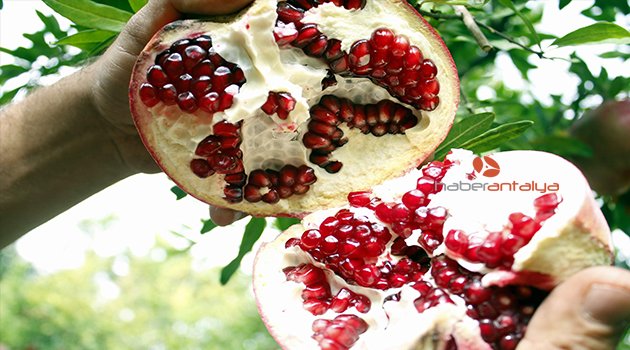 NAR ÜRETİCİSİNİ RUS PAZARI DA SEVİNDİREMEDİ