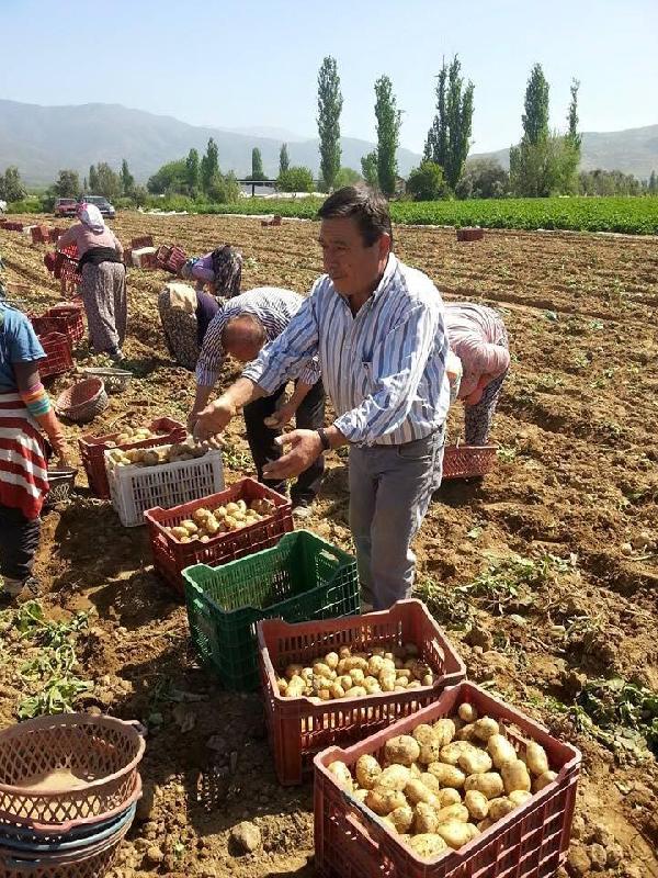 Ödemiş'in 'sarıkız' Patatesi Çıktı