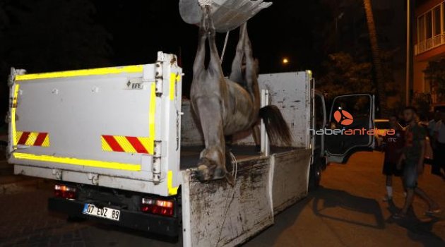 Ölen atı bırakıp kaçan faytoncuya ağır ceza