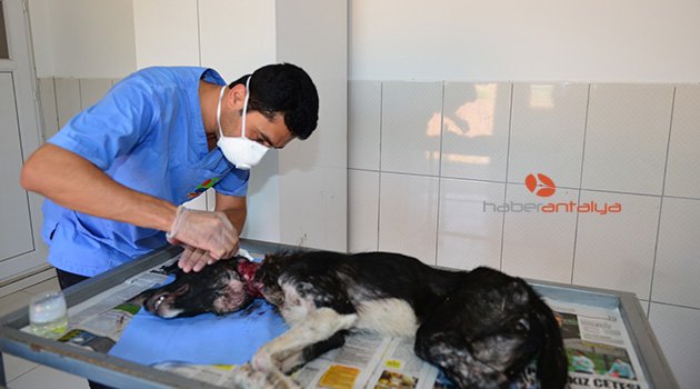 Ölmek üzere olan köpek tedavi edildi