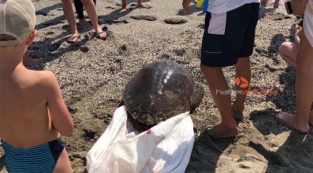 Ölü caretta caretta kıyıya vurdu