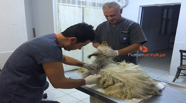 ÖLÜME TERK EDİLEN KÖPEKLERE BÜYÜKŞEHİR SAHİP ÇIKTI