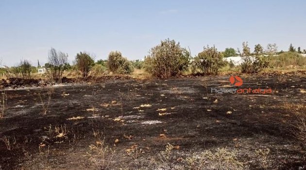 Onlarca zeytin ağacı küle döndü