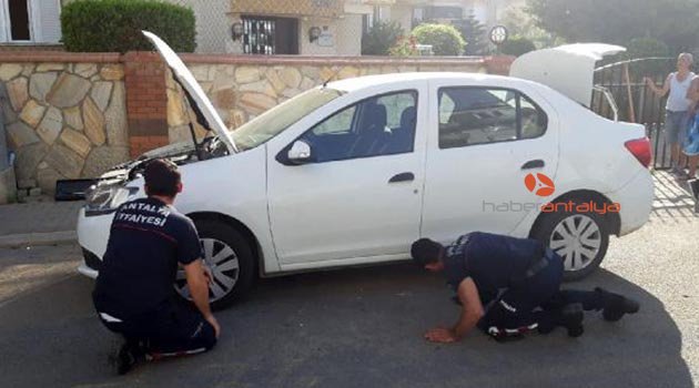 Otomobilde yılan paniği