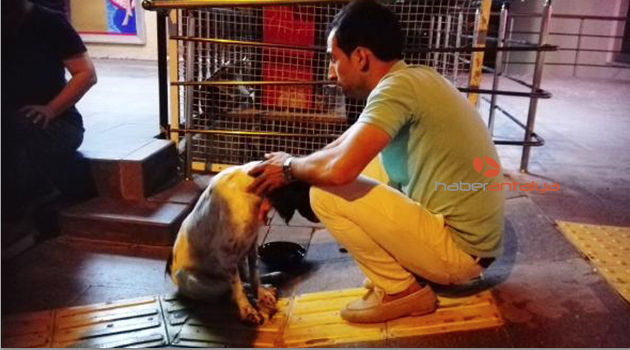 Otomobilin çarptığı köpek tedaviye alındı