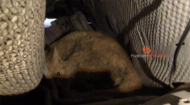 Otomobilinin motoruna giren kedi için çekici çağırdı