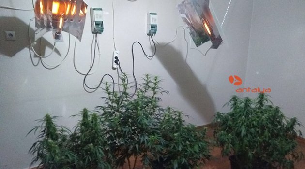 Oturma odasında esrar yetiştirdiler