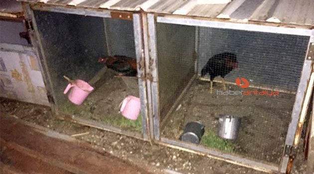 Özel platformda horoz dövüşüne jandarma baskını