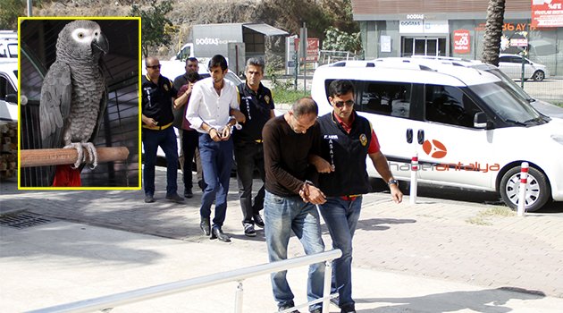 Papağan sayesinde hırsızlık çetesi çökertildi