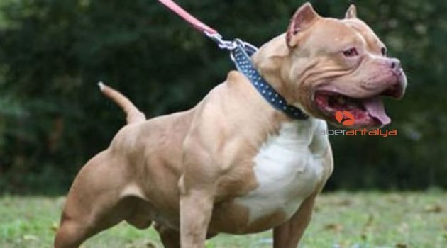 Pitbull saldırısı can aldı!