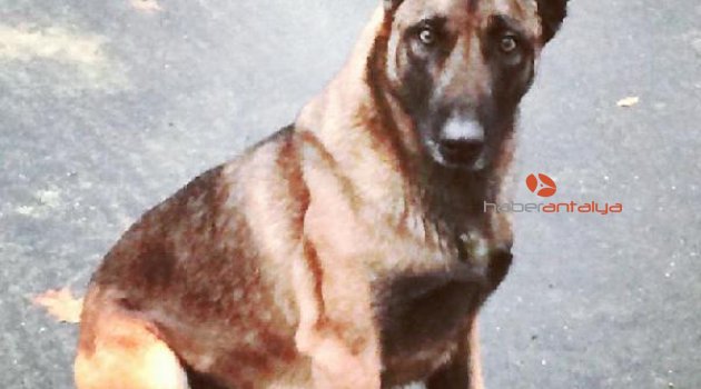 Polis köpeğini ısıran adam tutuklandı