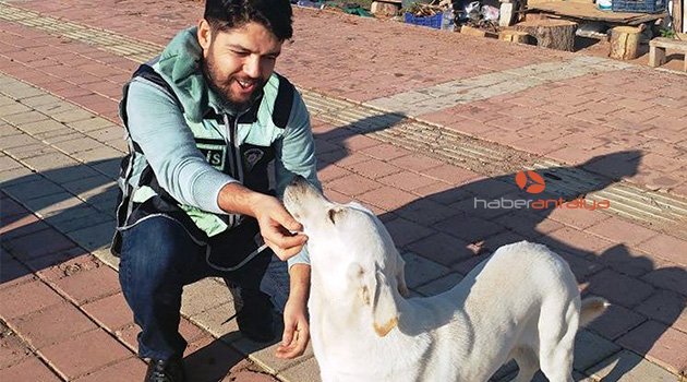 Polisin ölmek üzereyken kurtardığı köpek, 6 ayda sağlığına kavuştu