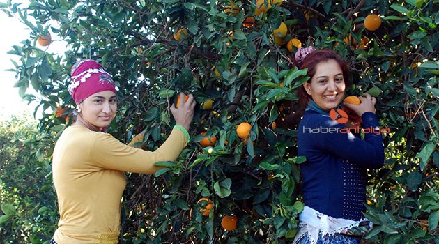 PORTAKAL ÜRETİCİSİ TEDİRGİN