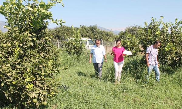 PORTAKALLAR İHRACATTAN DÖNMEYECEK