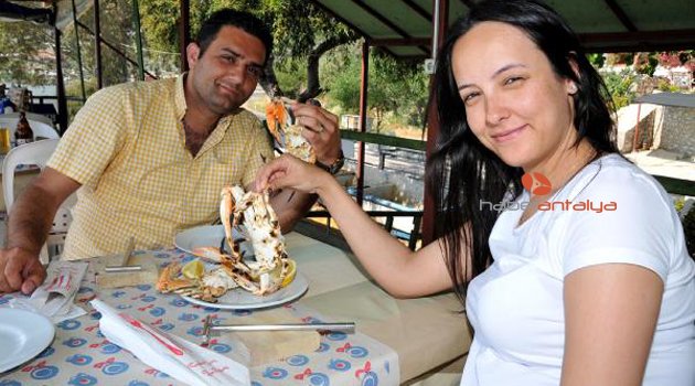 MAVİ YENGEÇ 'E BÜYÜK İLGİ