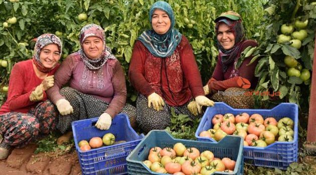 Raf ömrü uzun pembe domates üretti