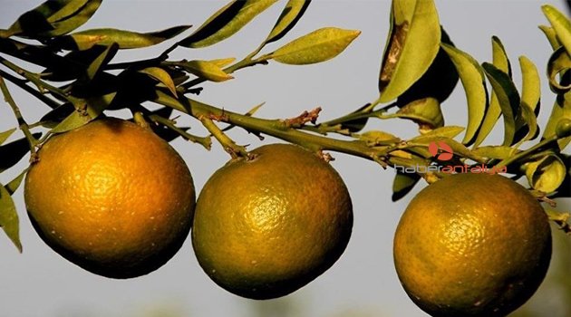 RUSYA 49 TON MANDALİNA’YI REDDETTİ