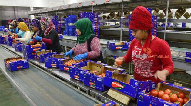 Rusya almayınca domatesi Beyaz Rusya'ya sattık