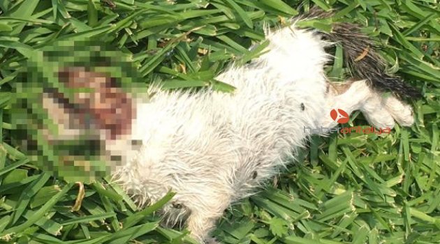 Sahibinin saldırttığı pitbull, 3 kediyi parçaladı