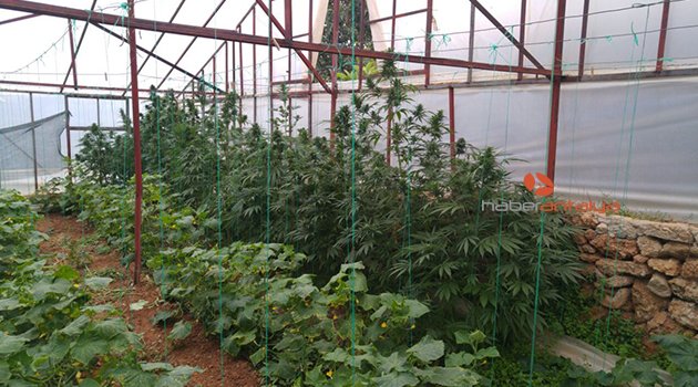 SALATALIK SERASINDA HİNT KENEVİRİ OPERASYONU