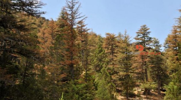 Sedir ormanlarını karıncalar koruyor