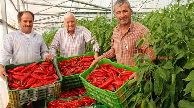 SERACILIK VE NAR ÜRETİMİ TERSİNE GÖÇ BAŞLATTI