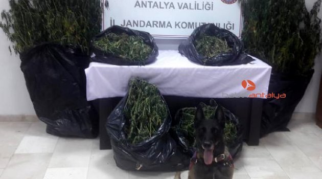 Serik'te uyuşturucu operasyonu