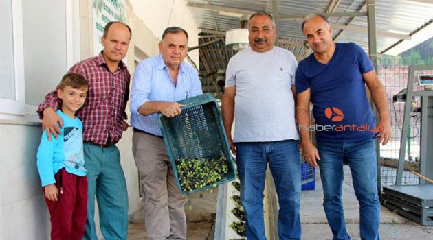 Sezonun ilk zeytinyağı