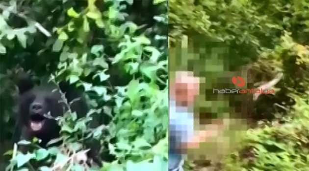 Sıkışan ayıya taş atıp bağırdılar: 'Bağırma ulan adi herif'