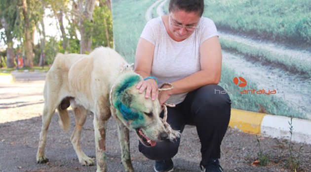 Silahla vurulan köpek, 11 gün sonra öldü