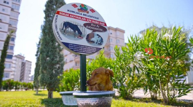 Sokak hayvanlarına beslenme noktası