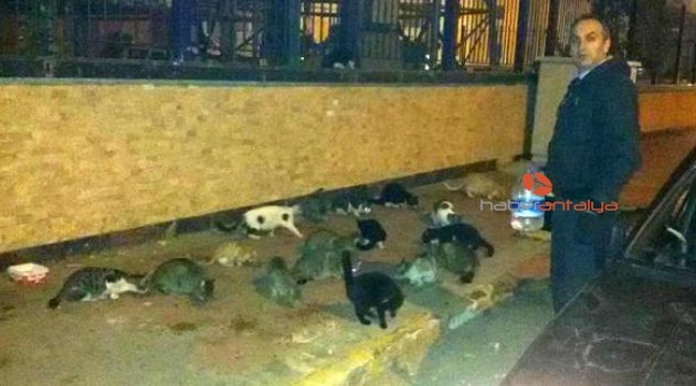 Sokak kedileri için bırakılan mamaları süpürgeyle dağıttı!