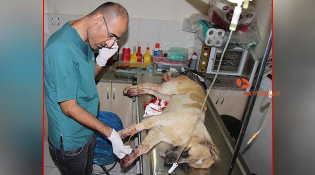 Sokak köpeğini tüfekle vurdular