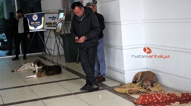 Sokak köpekleri, fırtınadan battaniyeyle korundu