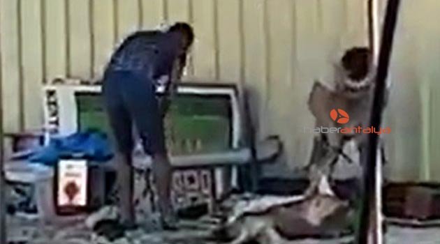 Sosyal medyadaki ‘köpek kesildi’ iddialarına yalanlama