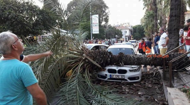  Sosyal medyadan 'devrilecek' diye uyardığı ağaç, aracın üstüne düştü