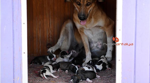Su borusuna sıkışan köpekler kurtarıldı