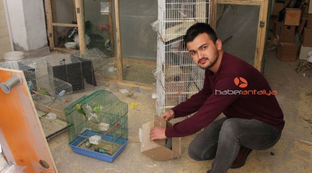 Şüpheli intikamını muhabbet kuşları üzerinden aldı