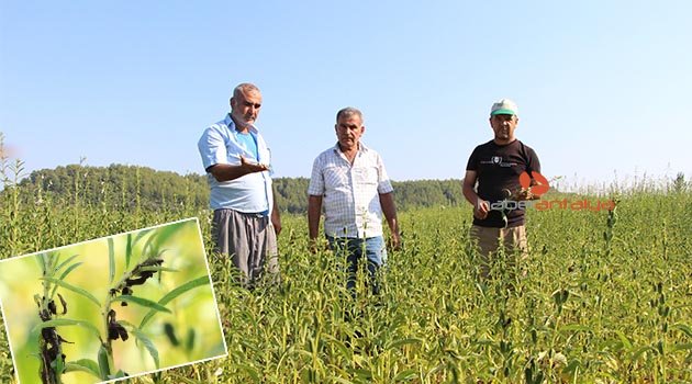 Susamda da ‘tuta absoluta’ kabusu