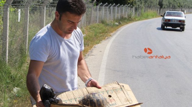 Tatilci kaplumbağaya siper oldu