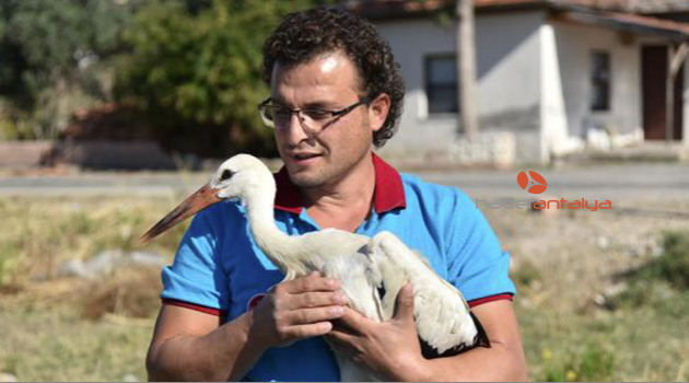 Tedavi edilen yavru leylek, doğaya salındı
