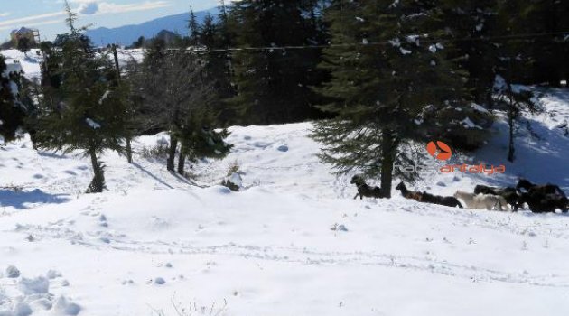 Toroslar'daki köyler boşalınca yılkı atları sahipsiz kaldı