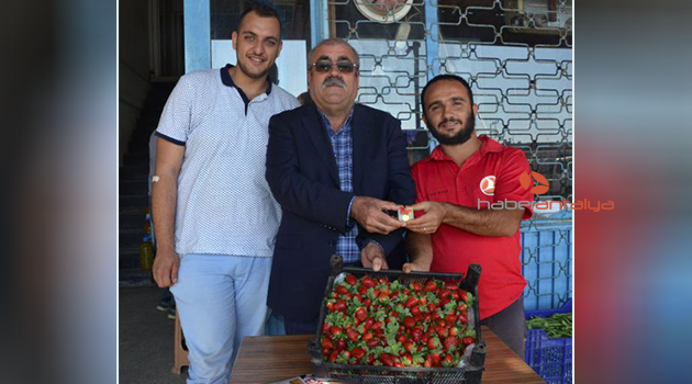 Turfanda çilek hasadına çeyrek altın hediye